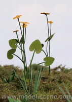 Marsh marigold